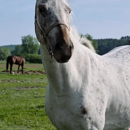 B13 Mit Balkon & Nutzung Der Wellness- & Aktivbereiche Im Pine Hill * Zirchow